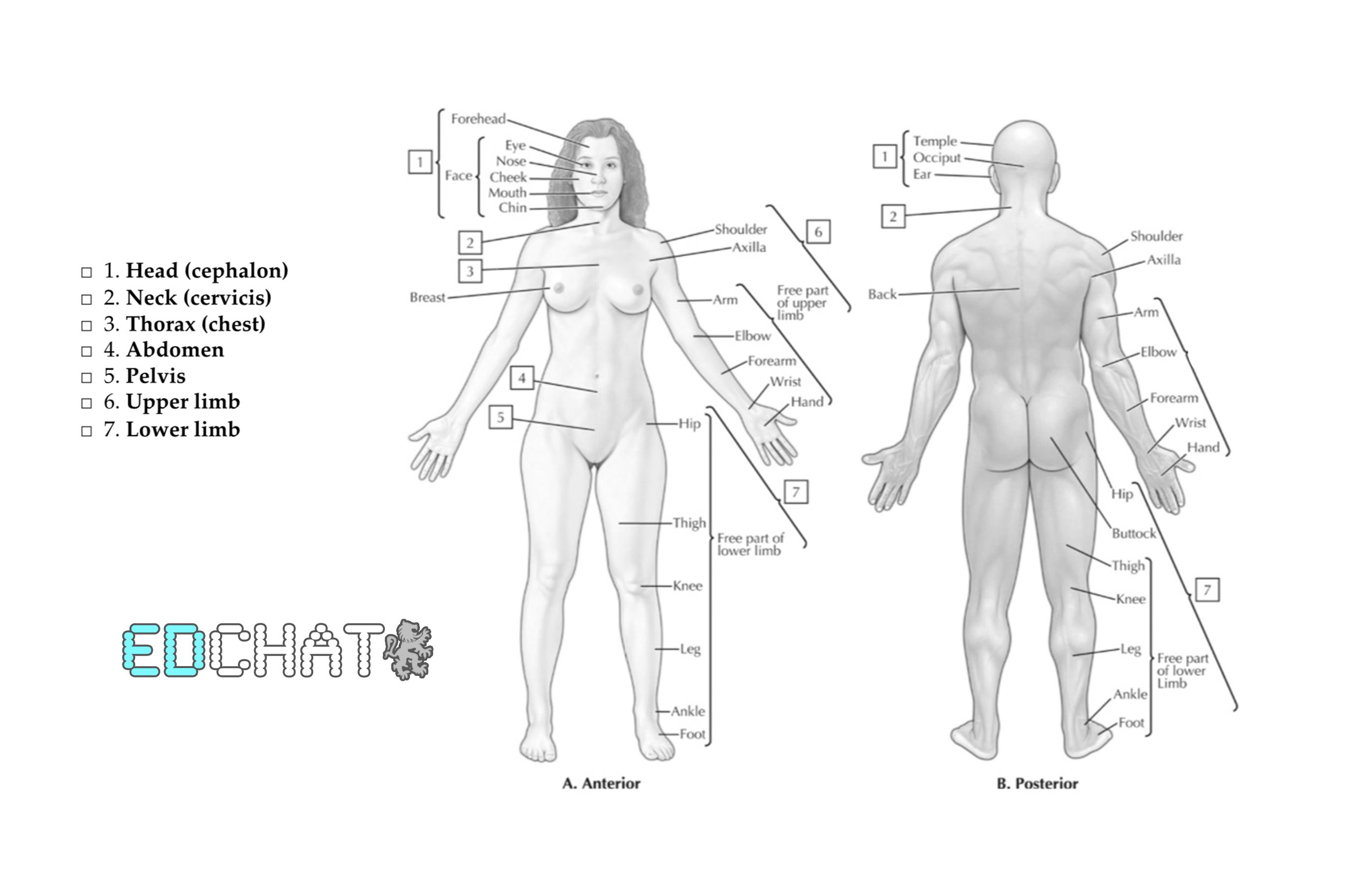 Anatomy in Colour P1.png