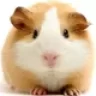 GuineaPig