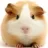 GuineaPig