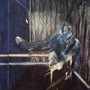 Chimpanzee