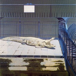 Crocodile et grilles