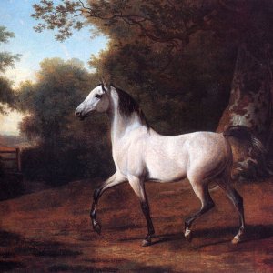 A Grey Arab Stallion In A Wooded Landscape