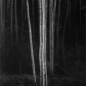 Media 'Aspens, New Mexico, 1958 by Ansel Adams' in album 'Ansel Adams'